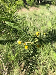 Vachellia davyi