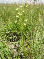 Habenaria tentaculigera