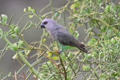 Poicephalus rufiventris