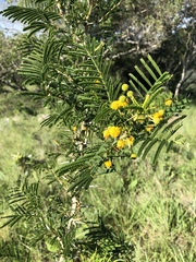 Vachellia davyi