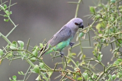 Poicephalus rufiventris