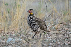 Pternistis leucoscepus