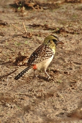 Trachyphonus darnaudii