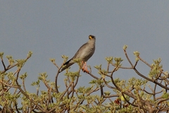 Melierax poliopterus