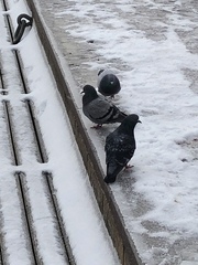 Columba livia domestica