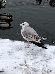 Larus canus