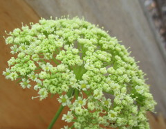 Nanobubon capillaceum