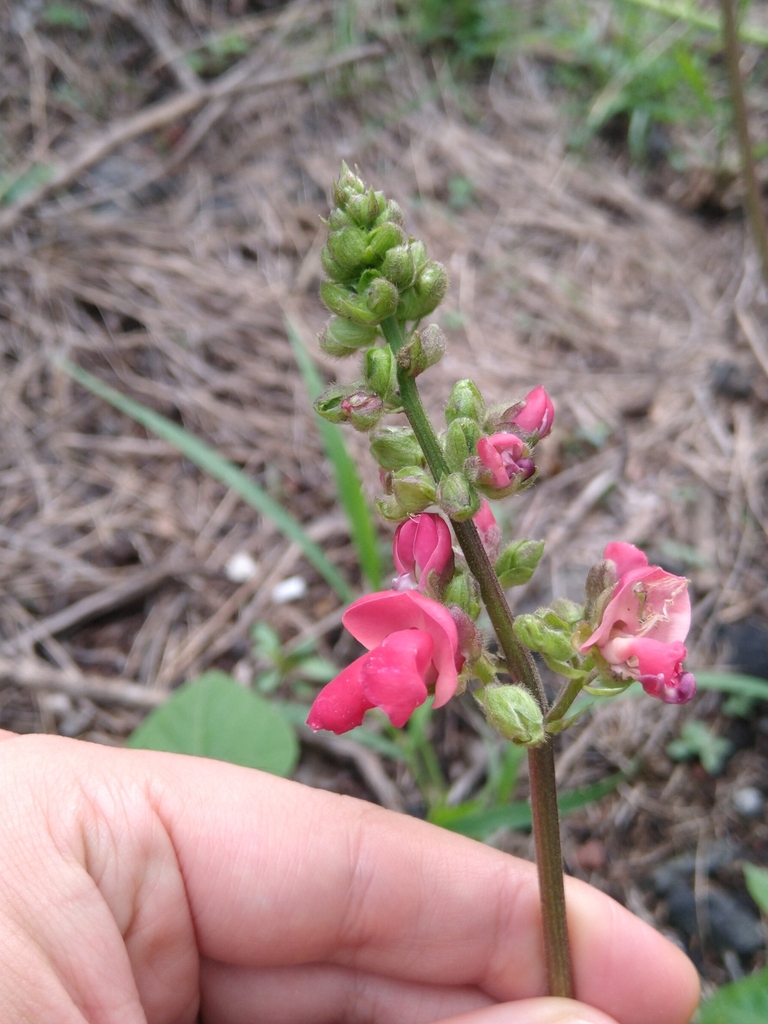 Runner bean (Phaseolus coccineus)