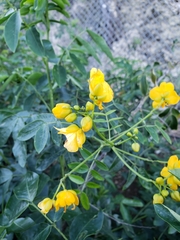 Senna alexandrina