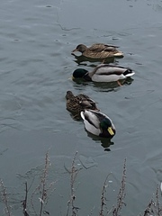 Anas platyrhynchos