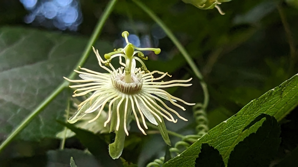 yellow passionflower from Takoma Park, MD, USA on July 25, 2023 at 06