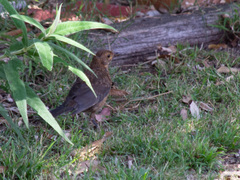 Turdus merula