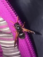 Hypodynerus vespiformis