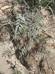 Astragalus insularis harwoodii