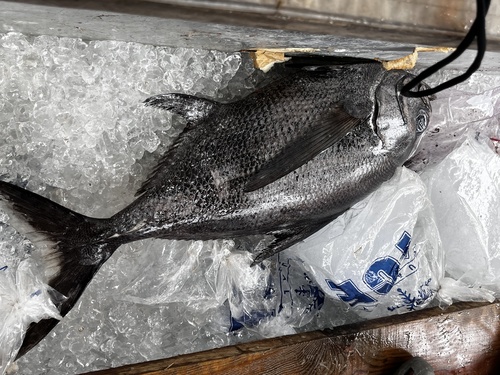 Black pomfret (Taractes rubescens) — Bramidae — 4