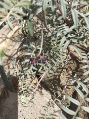 Astragalus insularis harwoodii