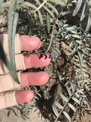 Astragalus insularis harwoodii