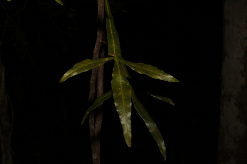 Image of Buckinghamia celsissima by (c) Greg Tasney, some rights reserved (CC BY-SA)