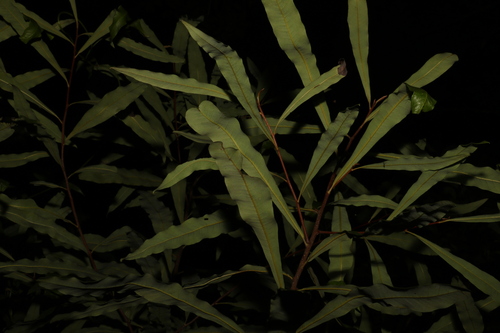 Buckinghamia celsissima