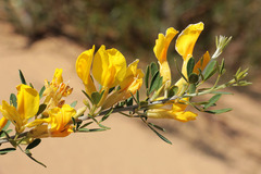 Chamaecytisus