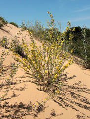 Chamaecytisus