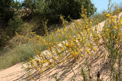 Chamaecytisus