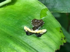 Phrynarachne ceylonica