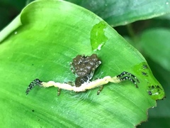 Phrynarachne ceylonica