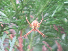 Argiope perforata