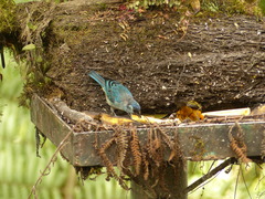 Chalcothraupis ruficervix