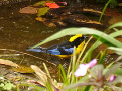 Anisognathus somptuosus