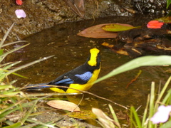 Anisognathus somptuosus