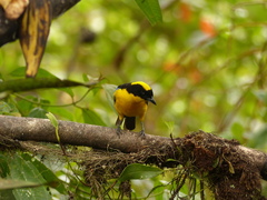 Anisognathus somptuosus