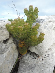 Serruria glomerata × villosa