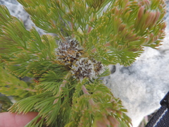 Serruria glomerata × villosa