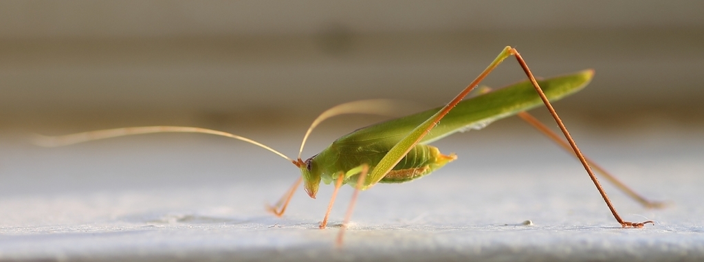Striped Grass Katydid