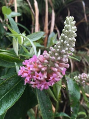 Buddleja macrostachya