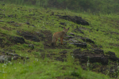Vulpes bengalensis