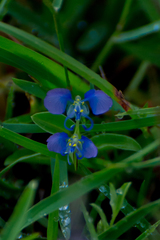 Commelina forskaolii