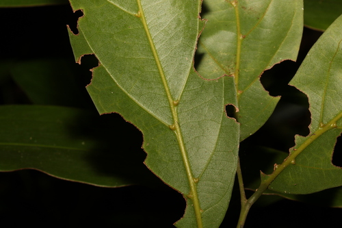 Image of Endiandra discolor by (c) Greg Tasney, some rights reserved (CC BY-SA)