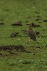 Cursorius coromandelicus