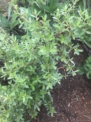 Diospyros lycioides nitens