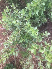 Diospyros lycioides nitens