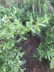 Diospyros lycioides nitens