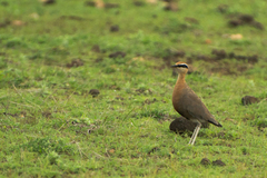 Cursorius coromandelicus