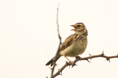 Mirafra erythroptera