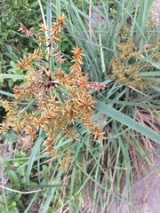 Cyperus ligularis