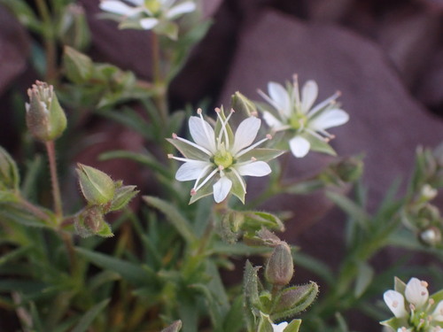Image of Sabulina nuttallii by no rights reserved