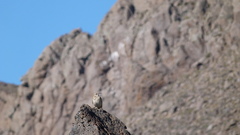 Upucerthia dumetaria