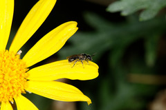 Lasioglossum sphecodoides